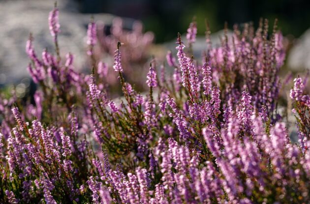 ERICA DARLEYENSIS DALE ROSE P3 BIO
