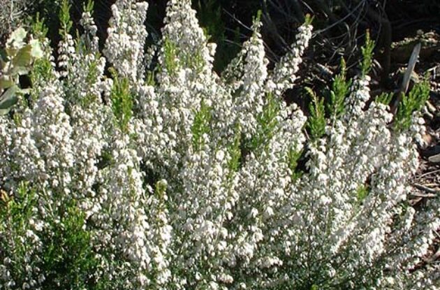 ERICA X PINK JOY ARBORESCENTE BLANC ROSE P3 BIO