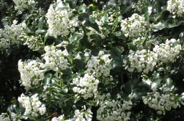 ESCALLONIA IVEYI P3 BIO