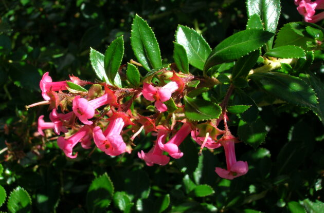 ESCALLONIA RUBRA CRIMSON SPIRE ROUGE P3 BIO