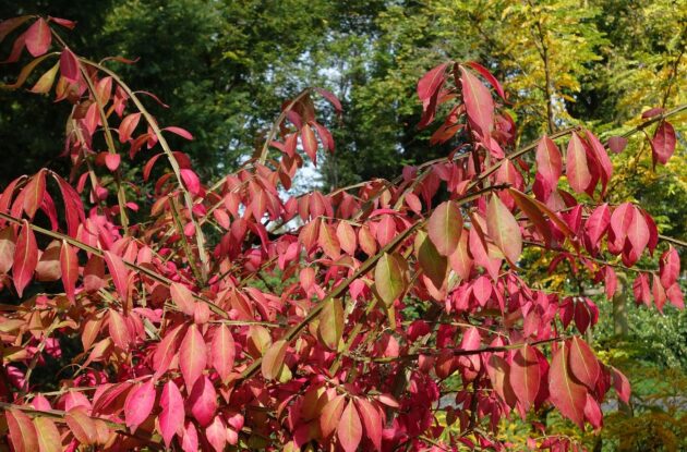 EUONYMUS COLORATUS P3 BIO