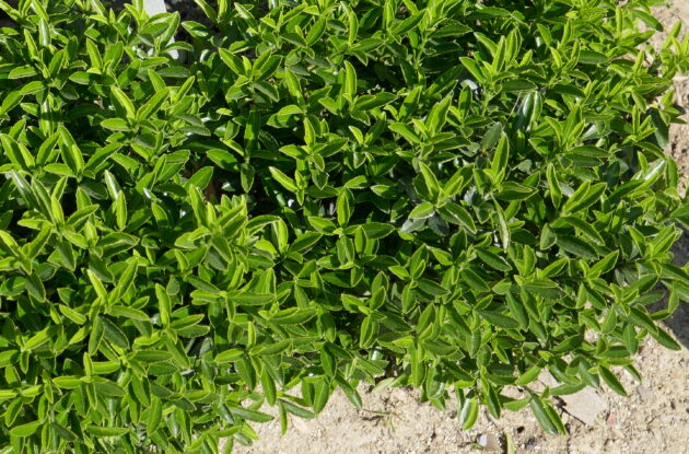 EUONYMUS JAPONICUS MICROPHYLLUS P3 BIO
