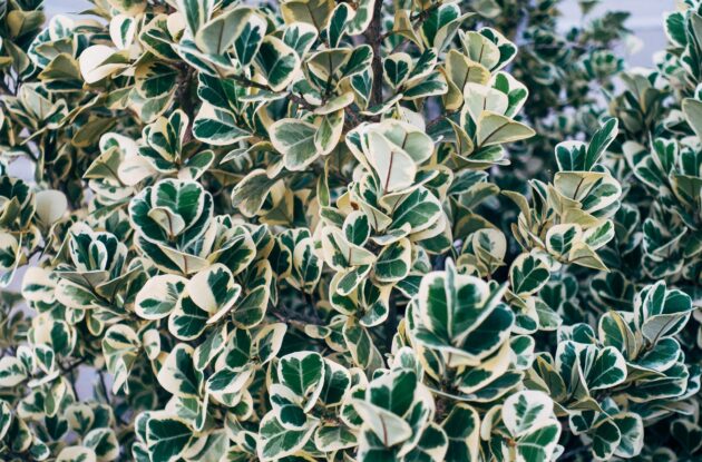 EVONYMUS JAPONICUS AUREOMARGINATUS P3 BIO