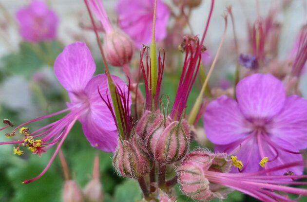 GERANIUM MACRORRHIZUM INGWERSEN P3 BIO