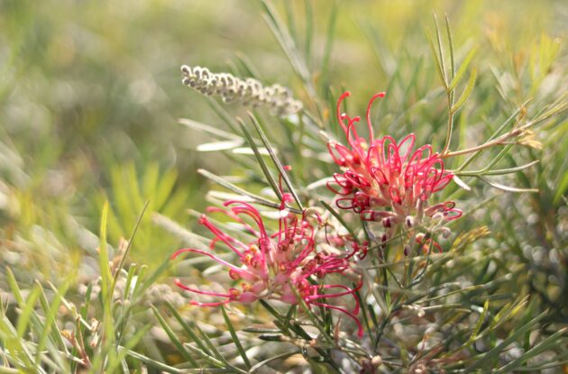 GREVILLEA JUNIPERINA P3 BIO