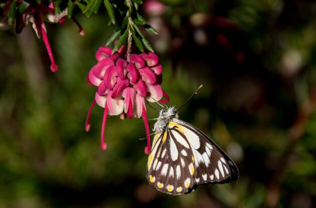 GREVILLEA MOUNT TAMBORILLA P3 BIO