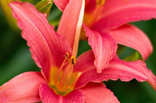 HEMEROCALLIS MAROCCO BEAUTY ROUGE ORANGE P3 BIO
