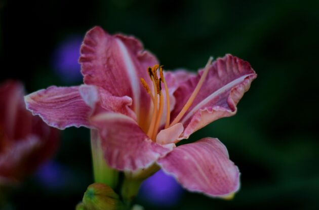 HEMEROCALLIS PINK DAMASK ROSE CORAIL P3 BIO