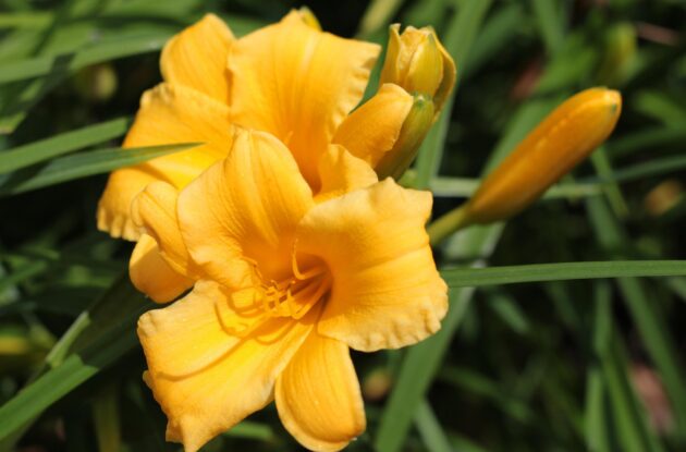HEMEROCALLIS STELLA DE ORO JAUNE D&rsquo;OR P3 BIO