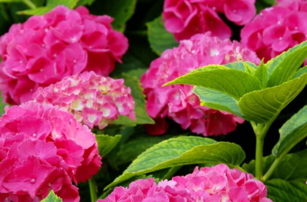 HORTENSIA BENELUX ROSE P3 BIO