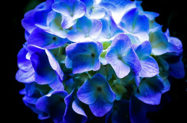 HORTENSIA BLAUER ZWERG BLEU P3 BIO