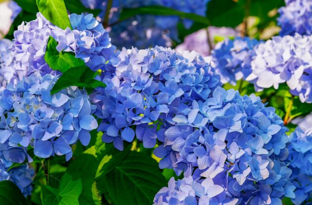 HORTENSIA BODENSE BLEU P3 BIO