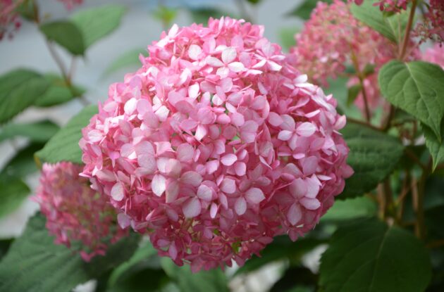 HORTENSIA DENTELLE ROSE P3 BIO