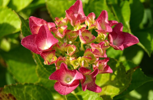 HORTENSIA LEUCHTFEUER ROUGE P3 BIO