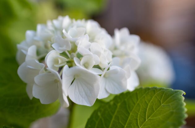 HORTENSIA MME MOUILLERE BLANC P3 BIO