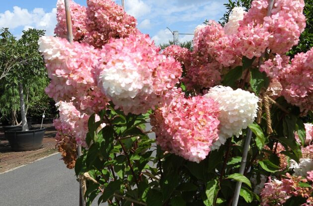 HYDRANGEA PANICULATA VANILLE FRAISE P3 BIO