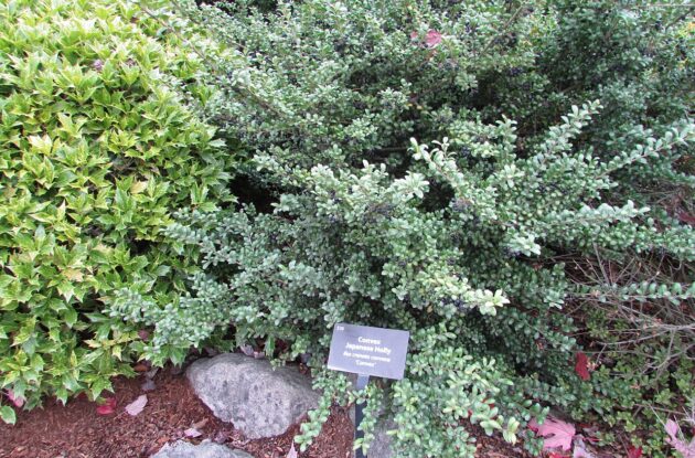 ILEX CRENATA CONVEX P3 BIO