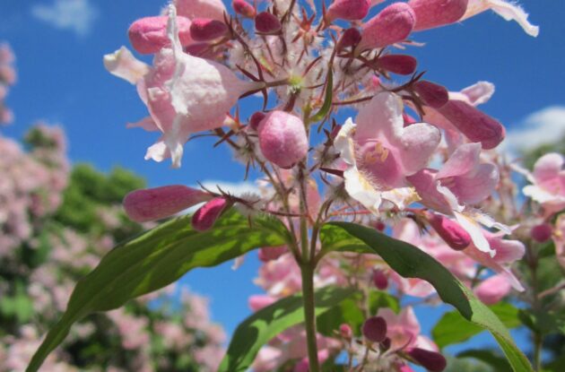 KOLKWITZIA AMABILIS PINK CLOUD P3 BIO