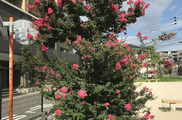 LAGESTROEMIA INDICA RED IMPERATOR ROUGE P3 BIO