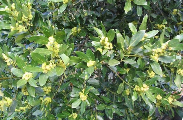 LAURUS NOBILIS P3 BIO