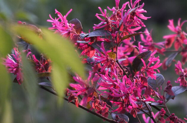 LOROPETALUM BLACK PEARL P3 BIO