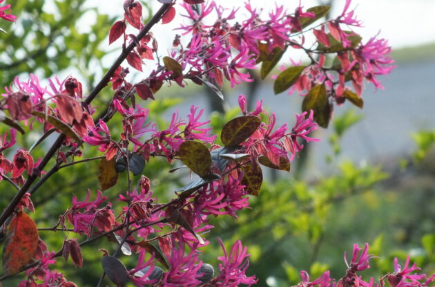 LOROPETALUM CHINENSIS FIRE DANCE P3 BIO