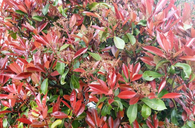 NANDINA DOMESTICA FIRE POWER P3 BIO