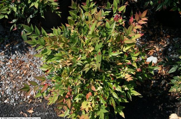 NANDINA DOMESTICA GULF STREAM P3 BIO