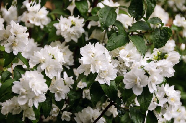 PHILADELPHUS VIRGINALIS MINNESOTA SNOWFLAKE P3 BIO