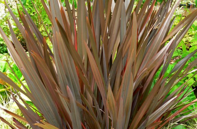 PHORMIUM TENAX AMAZING RED P3 BIO