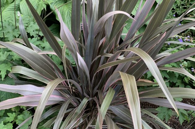 PHORMIUM TENAX PINK STRIPE P3 BIO
