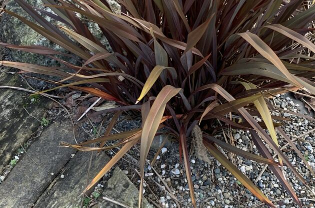 PHORMIUM TENAX PURPUREUM P3 BIO
