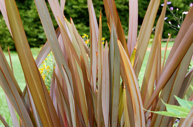 PHORMIUM TENAX SUNDOWNER P3 BIO