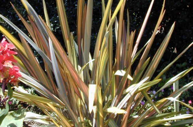 PHORMIUM TENAX YELLOW WAVE P3 BIO