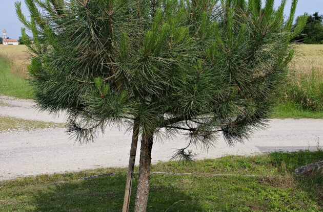 PINUS PINEA P3 BIO