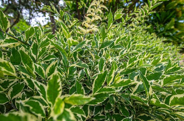 PITTOSPORUM TENUIFOLIUM VARIEGATUM P3 BIO