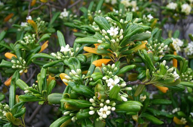 PITTOSPORUM TOBIRA P3 BIO