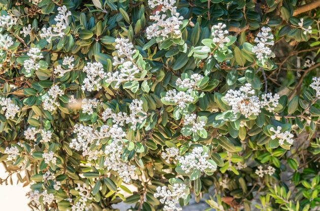 PITTOSPORUM TOBIRA NANA P3 BIO