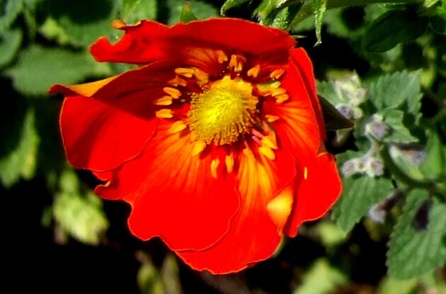 POTENTILLA RED JOCKER P3 BIO