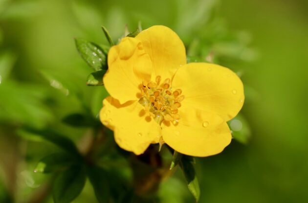 POTENTILLA TANGERINE P3 BIO