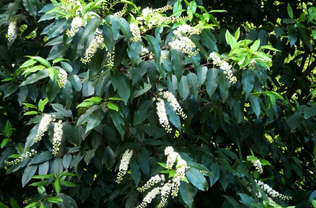 PRUNUS LUSITANICA P3 BIO