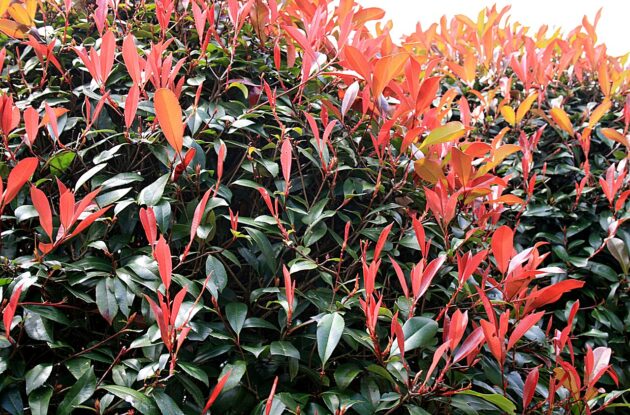 PHOTINIA X FRASERI RED ROBIN P3 BIO