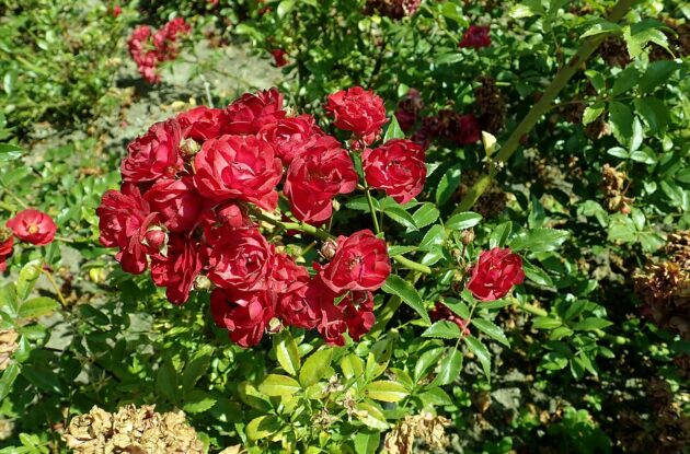 ROSA FAIRY DANCE ROUGE P3 BIO