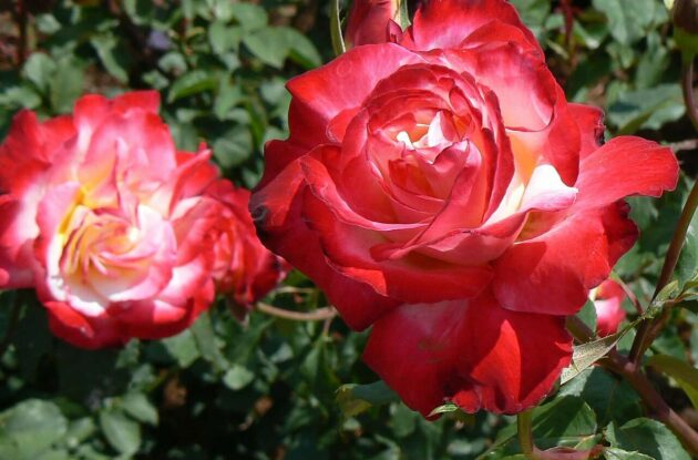 ROSA RUGOSA TAKE IT EASY P3 BIO