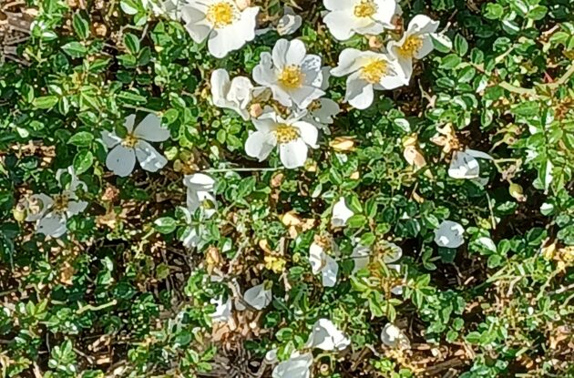 ROSA SANS CONTRAINTES HYBRIDE ROSE DU SOLEIL P3BIO