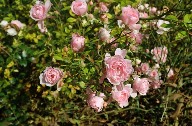 ROSA THE FAIRY ROSE CLAIR P3 BIO