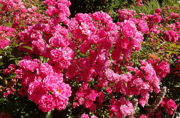 ROSA THE FAIRY ROSE FONCE P3 BIO