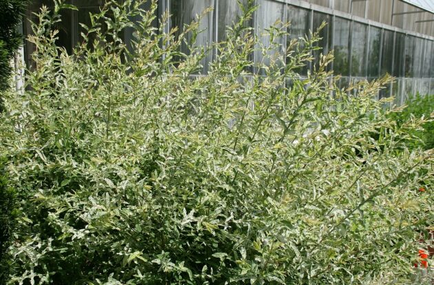 SALIX INTEGRA HAKURO NISHIKI P3 BIO