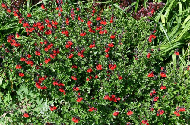 SALVIA MICROPHYLLA GRAHAMI P3 BIO