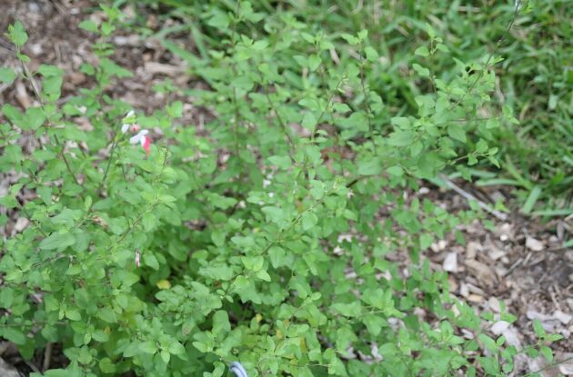 SALVIA MICROPHYLLA HOT LIPS P1 BIO